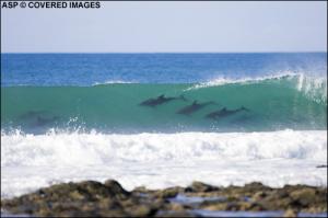 Die Locals von Jeffreys Bay